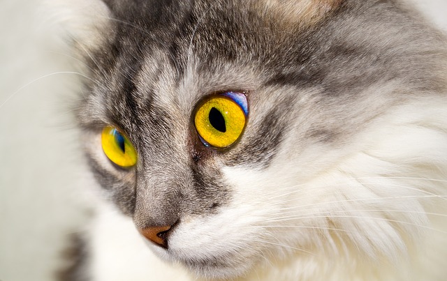 Mačka so žltými očami.jpg