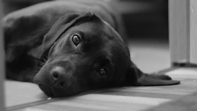 Čierny pes.jpg